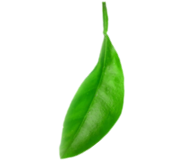 Leaf Leaf